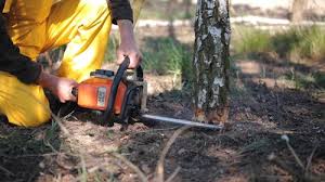 How Our Tree Care Process Works  in  Lansdowne, VA